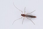 Zuckmücke (Chironomus riparius) | Bildquelle: Universität Hohenheim / Steffen Lemke