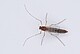 Zuckmücke (Chironomus riparius) | Bildquelle: Universität Hohenheim / Steffen Lemke
