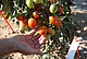 Bioeffektoren können bei Tomaten zu deutlichen Ertragssteigerungen führen. | Bildquelle: Universität Hohenheim / Astrid Untermann