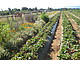 Diversified agriculture benefits both people and the environment - and pays off. This is shown by a large-scale study just published in Science, led by the Universities of Copenhagen & Hohenheim: Here, organic strawberry cultivation in California with wildflower strips| Photo: Claire Kremen, University of British Columbia