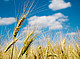 Der Winterdurum wurden an zwei Standorten der Uni Hohenheim angebaut / Bildquelle: ALB-GOLD