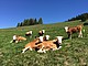 Hinterwälder Rinder bei Bernau im Südschwarzwald | Bildquelle: Universität Hohenheim / Lukas Kiefer