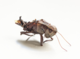 Bei der gängigen Mähpraxis werden zahlreiche Insekten getötet, so wie diese Sumpfschrecke. Insektenfreundliche Mähtechnik lässt mehr Insekten am Leben. Foto: Universität Hohenheim / T. Kimmich