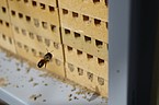 Ein Mauerbienen-Weibchen fliegt in sein Nest.  | Bildquelle: Felix Klaus/Universität Göttingen