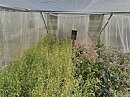 Inside one of the enclosure cages: flowering oilseed rape, flower mixture and nest for wild bees. | Bildquelle: Felix Klaus/University of Göttingen