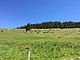 Vorderwälder Rinder im Südschwarzwald | Bildquelle: Universität Hohenheim / Lukas Kiefer