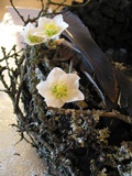 Floristmeisterschüler in ihrem Element