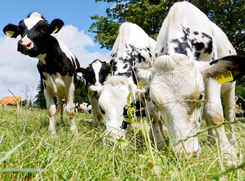 Bio-Milchviehhaltung