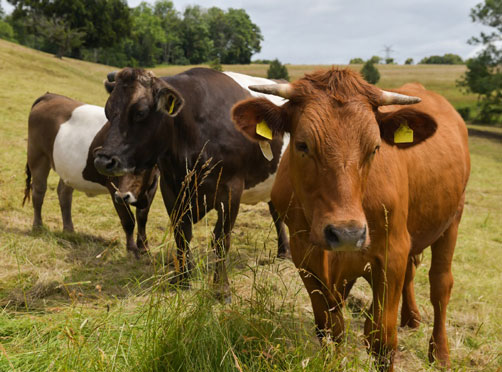 Smart Farming für alle