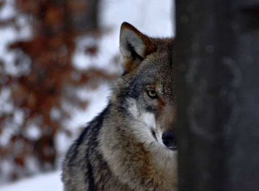 Jagd gefährdeter Arten