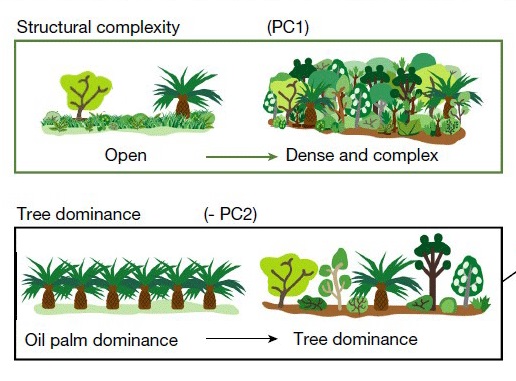 Palm Oil & Species Conservation