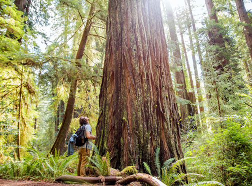 What Made Trees Possible?