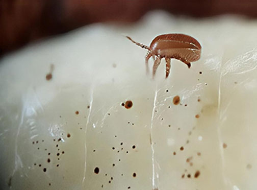 Neue Gefahr für Bienen