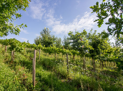 Agroforst in viticulture