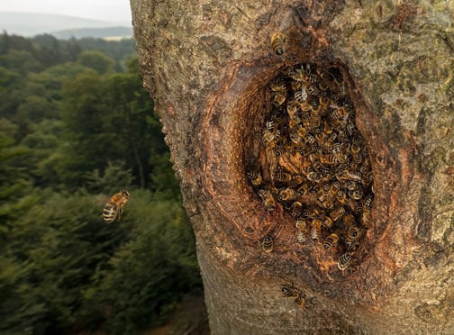 Honey bees